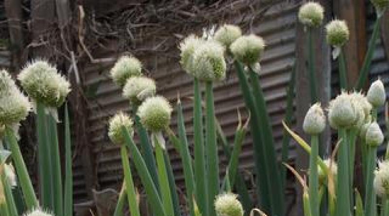 Выращивание лука-порея, его полезные свойства Лук порей однолетнее или многолетнее растение