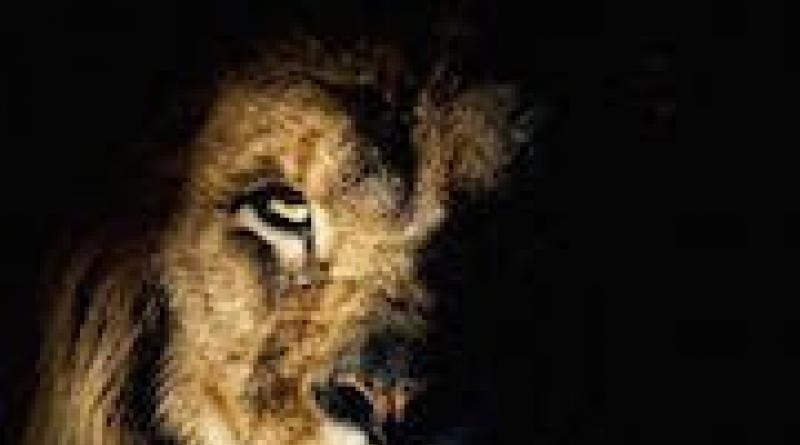 Лев во сне: что подсказывает спящему Во сне убить льва, убегать от него